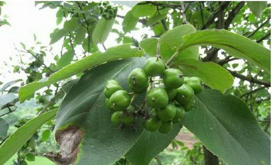 院墙上长出的这果实,结果却越洗越小,有知道这是什么情况的吗