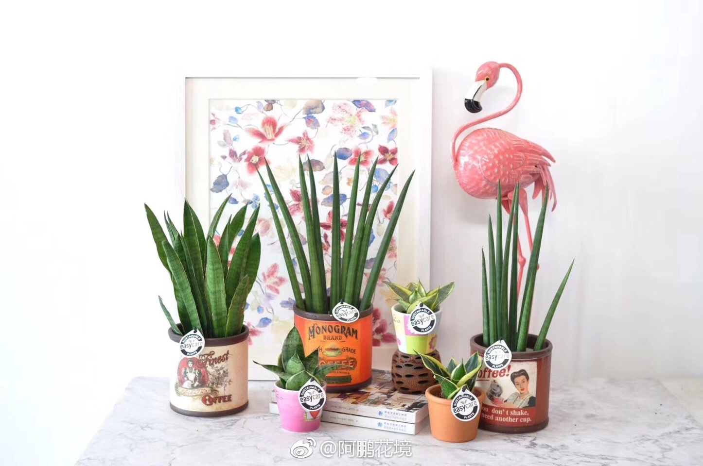 早,ins风室内绿植