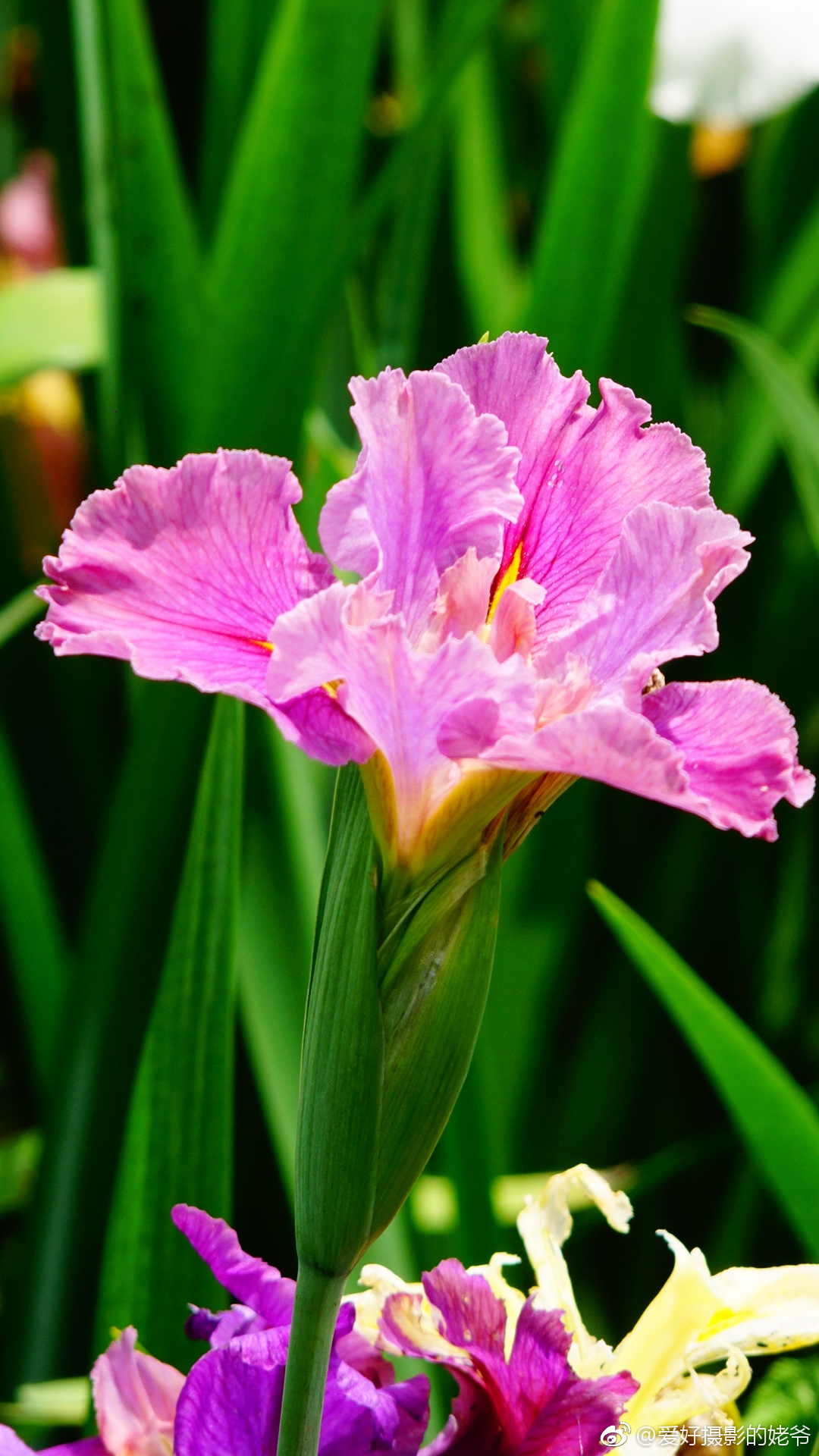 鸢尾花早双休愉快