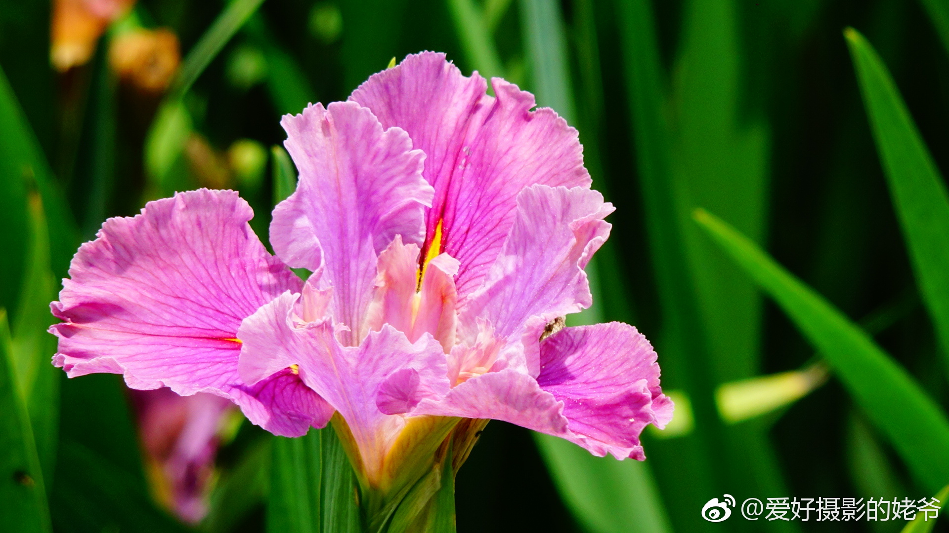 粉色鸢尾花的花语图片