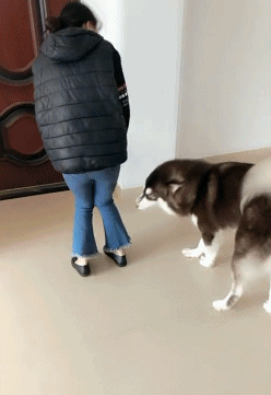 搞笑gif猜到了开头却没猜到结尾