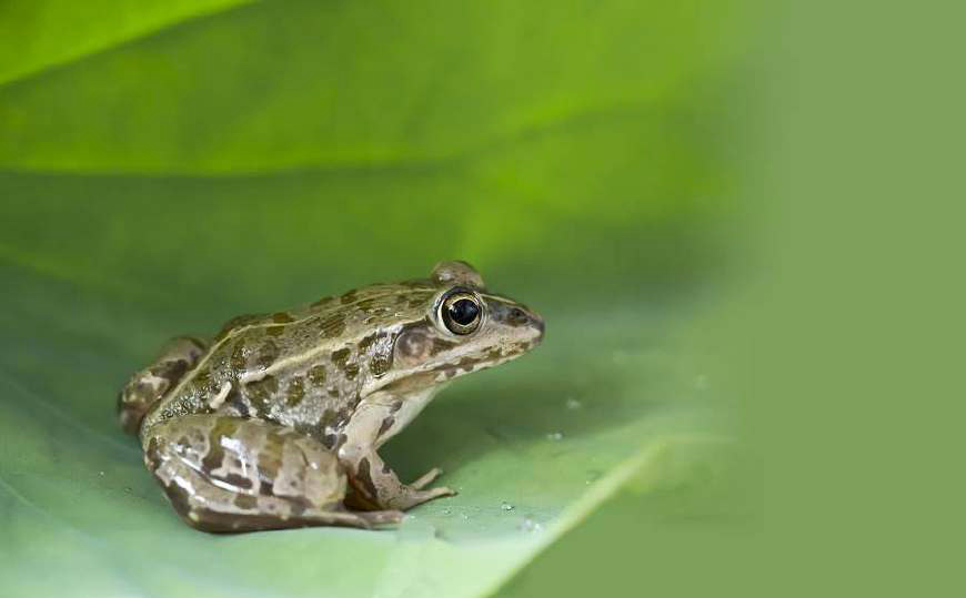 别小瞧青蛙,7000万年前魔鬼蛙可吞食恐龙