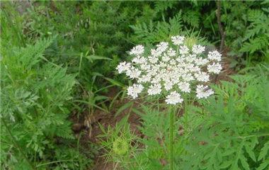 农村这种草叫蛇床, 但很多人还不知道