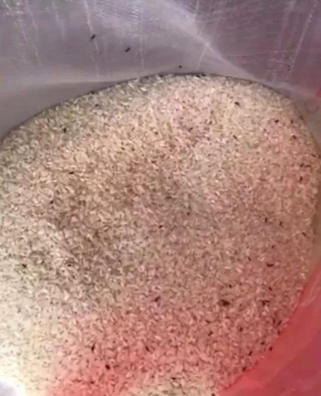 良心何安这个幼儿园竟给孩子吃生虫米过期醋园长已被