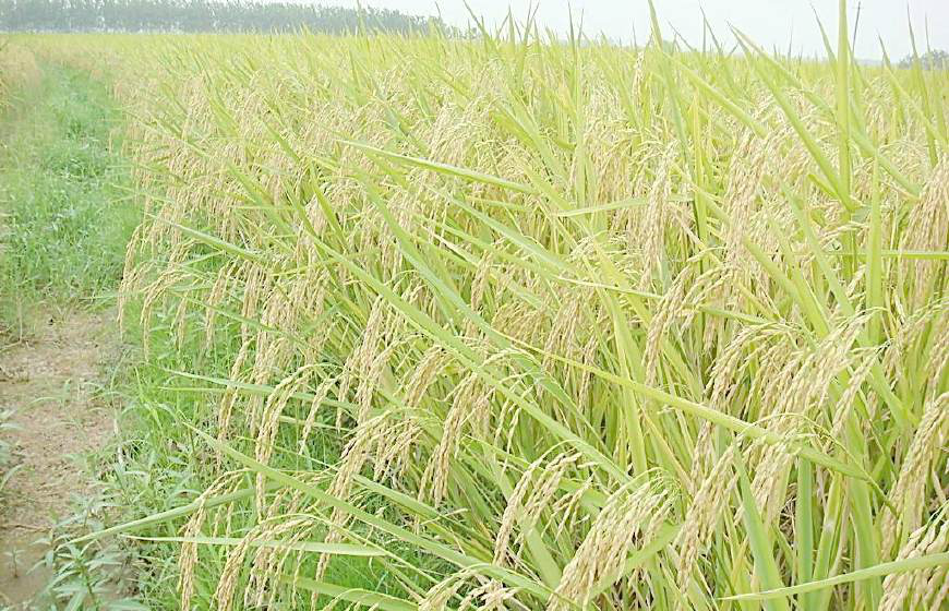 水稻几种白穗介绍