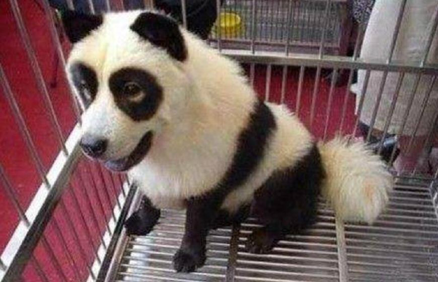 把狗染成别的动物,虽然可爱,但是你的良心不会痛吗