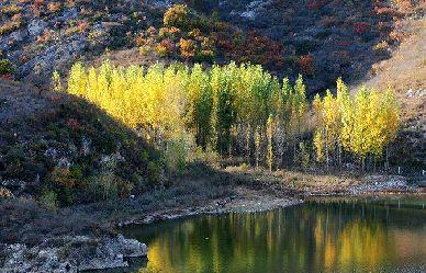 李商隐一首诗描写菊花,全文无一个花字,却物我