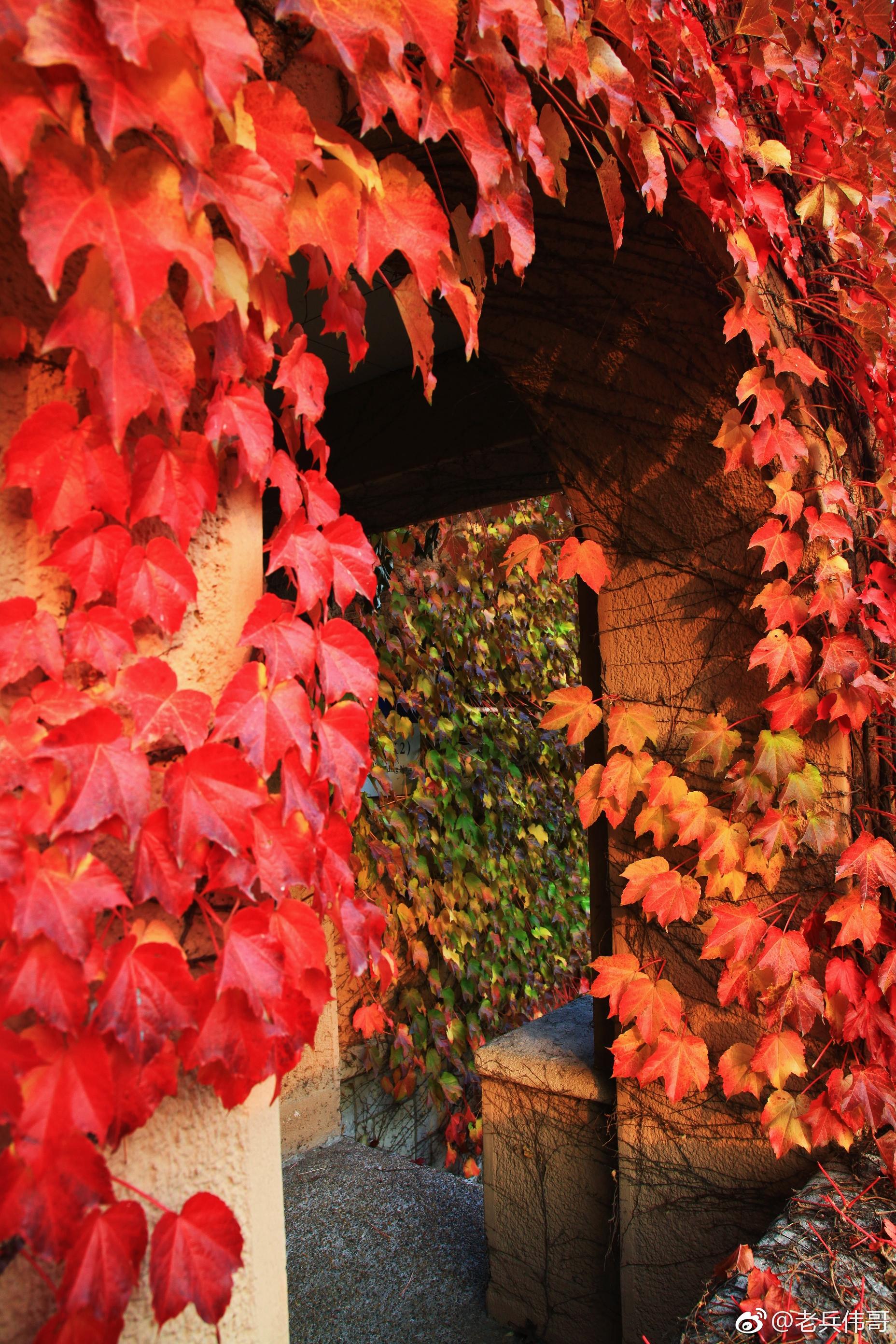 遇见大连61深秋的红房子