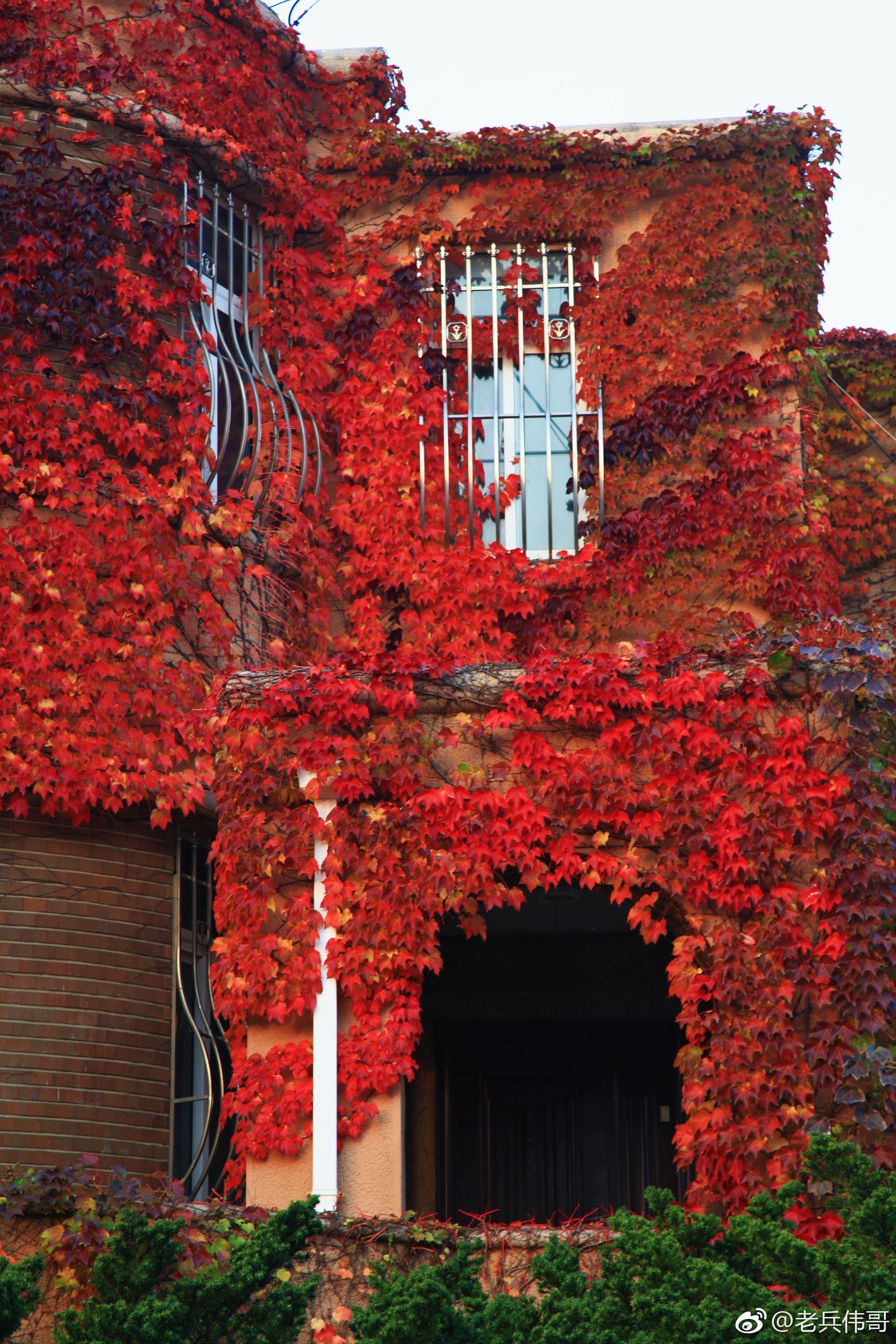 遇见大连61深秋的红房子