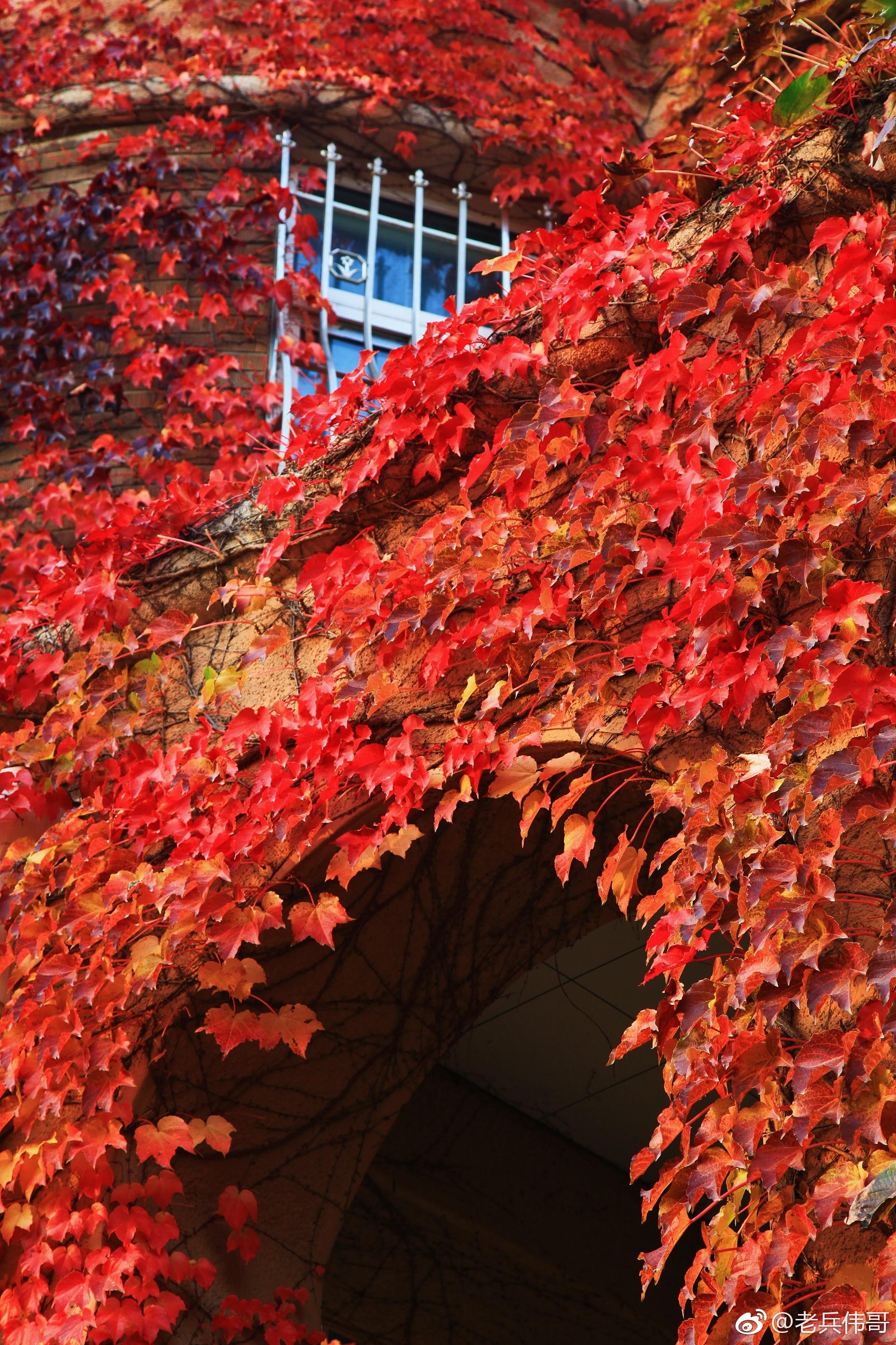 遇见大连61深秋的红房子