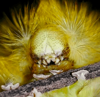 这10大丑虫, 看到就想一脚踩扁它们