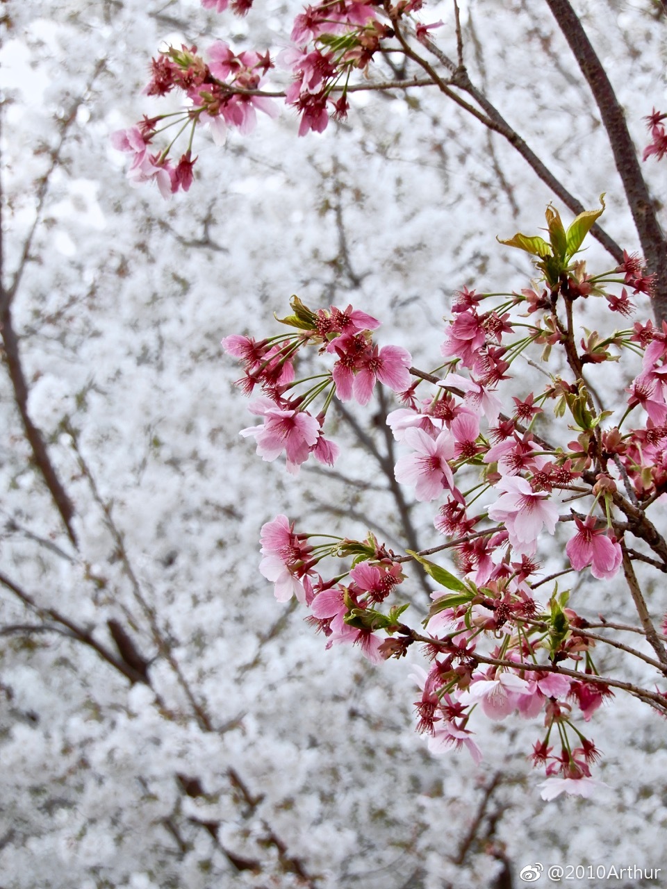 粉樱花白樱花,粉白樱花.淡淡的粉纯纯的白,相依相伴在早春