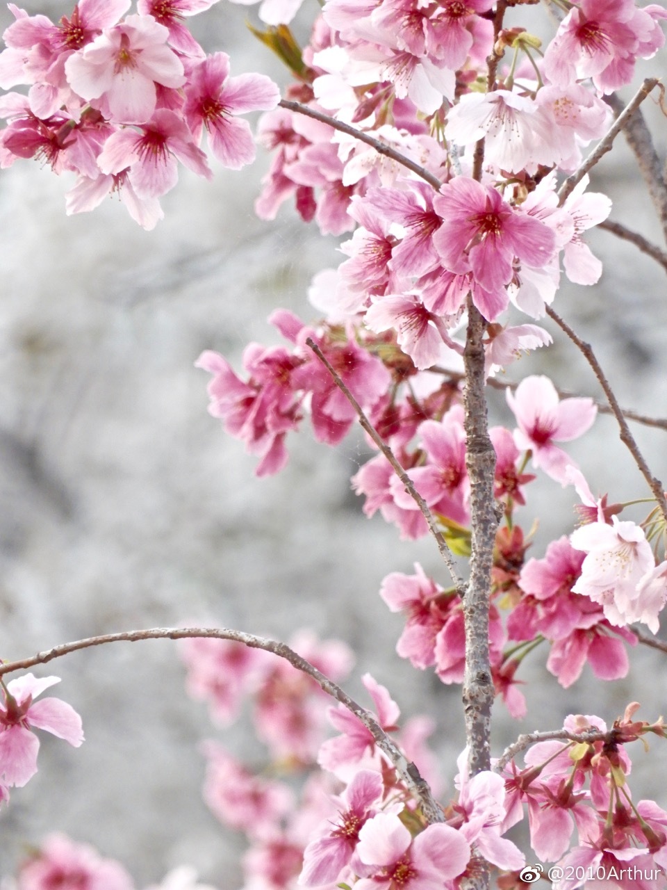 粉樱花白樱花,粉白樱花.淡淡的粉纯纯的白,相依相伴在早春