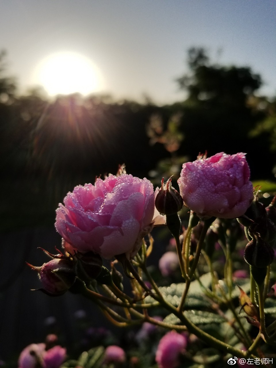 晨光 朝露 中的月季花