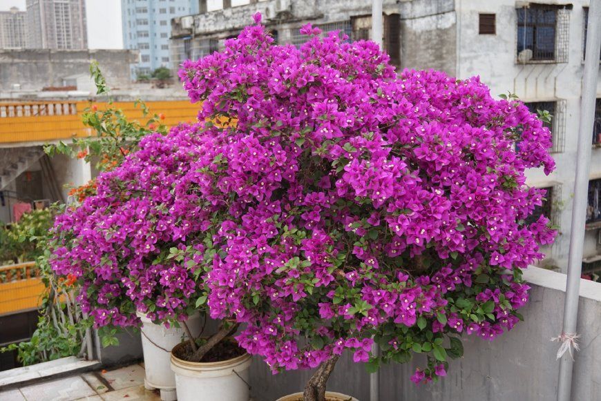 就能栽培一株大"树",养分完全能供应,而且状态很好,开花一点不含糊