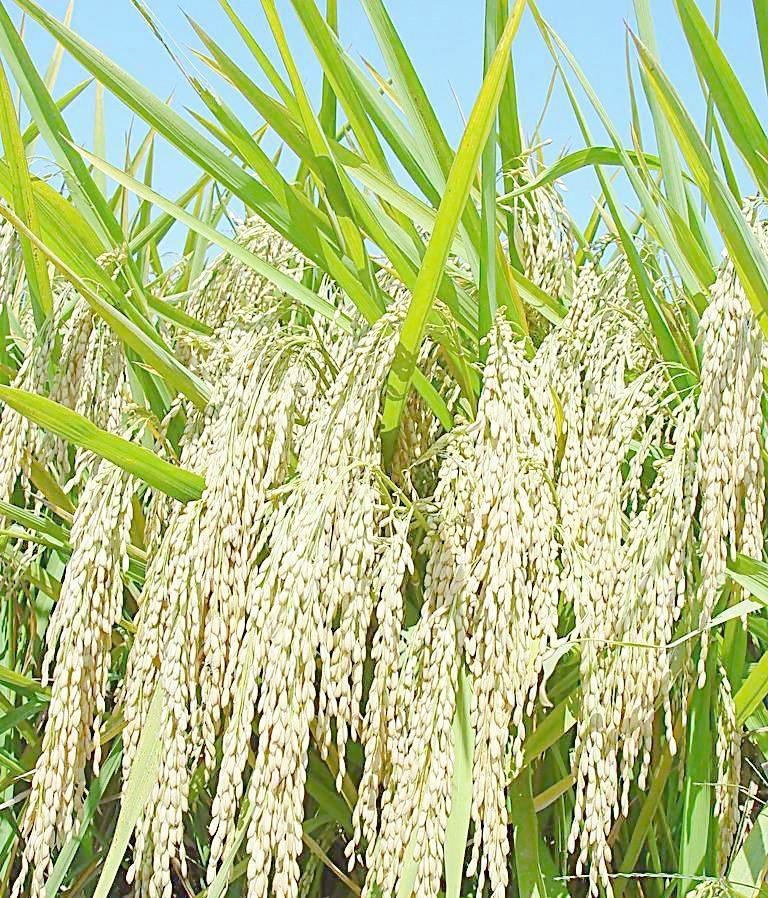 水稻几种白穗介绍