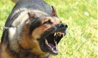 被狗狗狂追的时候,一跑你就输了,做这个动作狗当场扭头就跑!