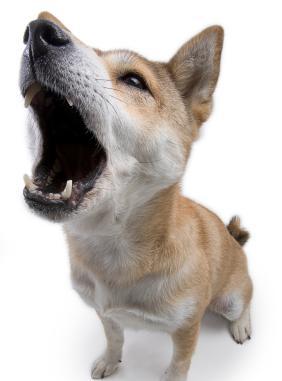 狗狗为什么会对着空气叫? 是超自然现象还是另有原因?