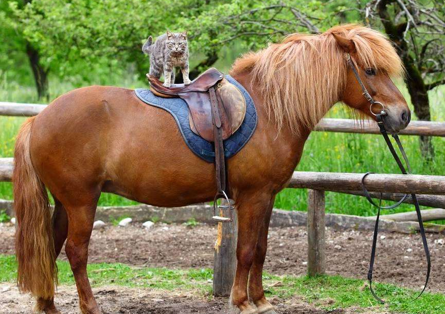 恭喜猫咪们获得史诗级坐骑图2狗狗一脸的不情愿图4太霸气