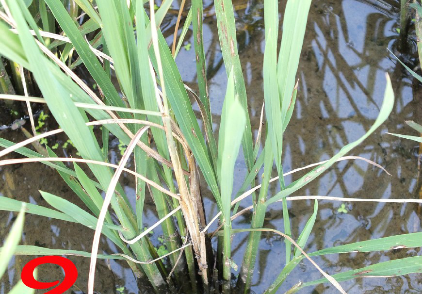 水稻赤枯病的防治措施