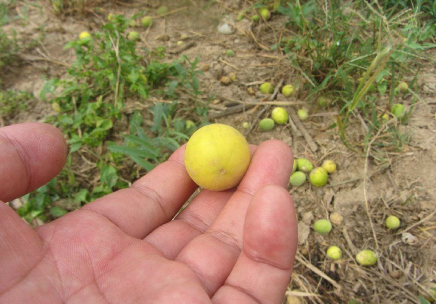 没人要的马泡,有人拿来当宝,因为它的这个功效,你还不知道__财经头条