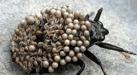 这10大丑虫, 看到就想一脚踩扁它们