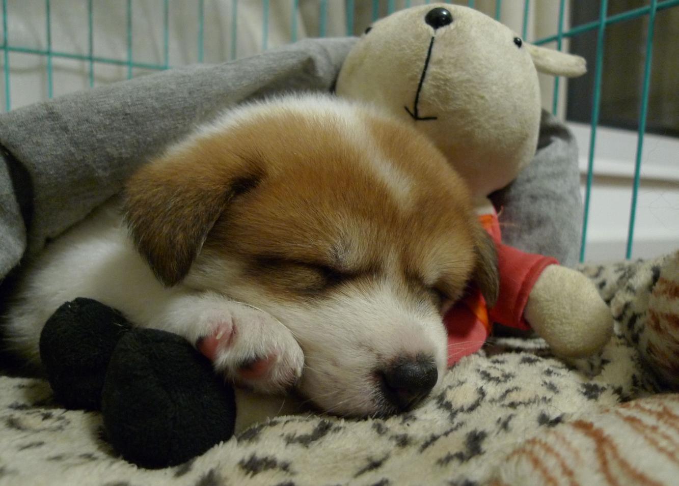 狗狗拼尽全身力气跑回家中, 主人看到狗狗愤怒不已, 是谁下的毒手