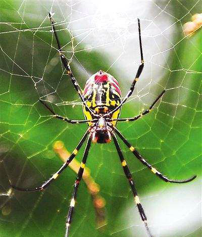 夏天这些常见的昆虫,你最讨厌哪种