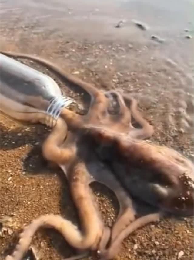 捉八爪鱼太简单,沙滩放个瓶子,10分钟不到就钻进条2斤重的