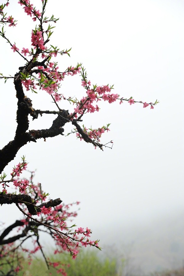 烟雨桃花醉春风早安