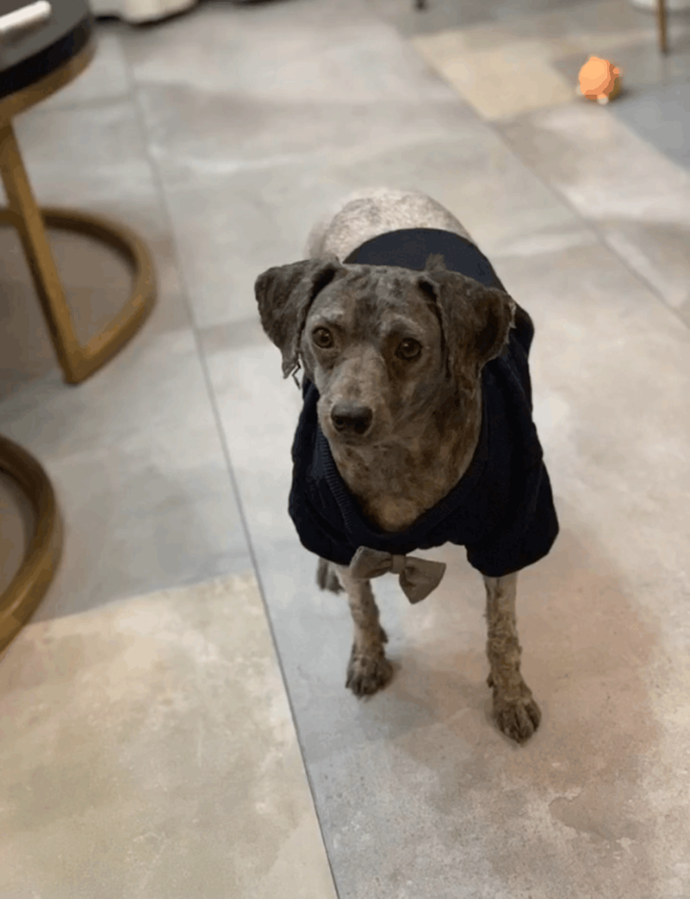 灰泰迪拴在果园被养成拖把狗, 幸遇好心人解救, 狗: 谢谢你救我