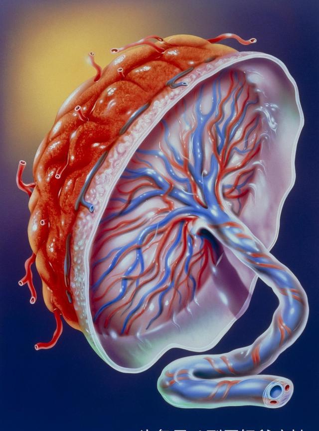 世界各地对胎儿的胎盘处理大不同