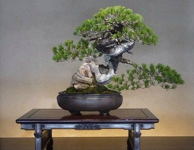 不得不说日本人做的这几盆盆景确实挺好看的