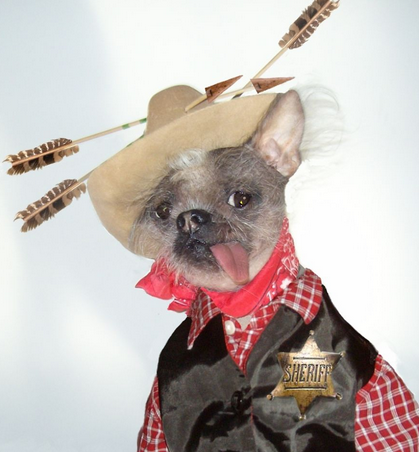 一只长的其丑无比的狗,化妆后拍写真