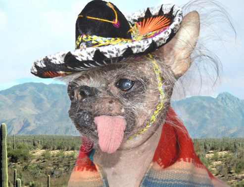 一只长的其丑无比的狗,化妆后拍写真