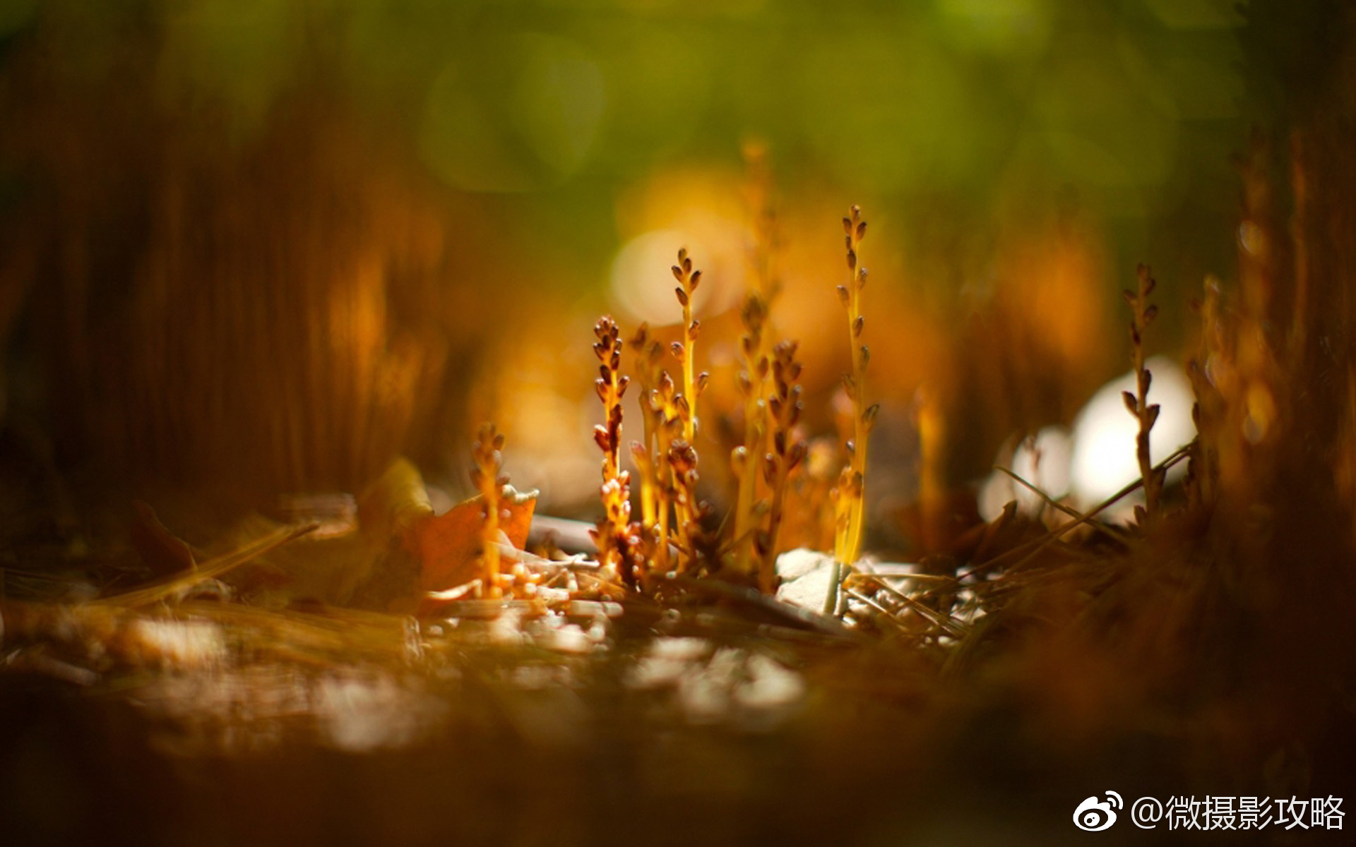 静物唯美意境图片是一组关于光影的静物摄影图片