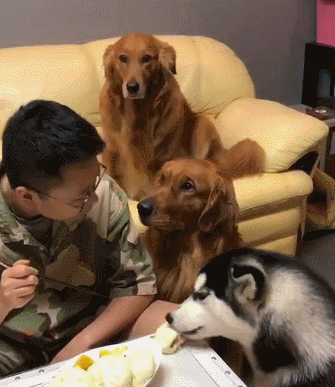 狗子们围观主人吃包子,同是狗子为何二哈独秀,二哈:你们也吃啊