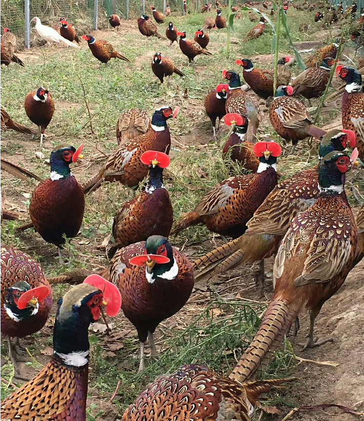 野猪甚至蛇等,而这些都是高危动物,很多人敬而远之,但在湖南岳西县