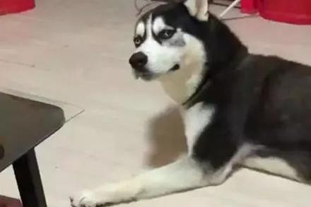 网友回家发现哈士奇哭惨了,结果看到地上的东西后,笑疯了.