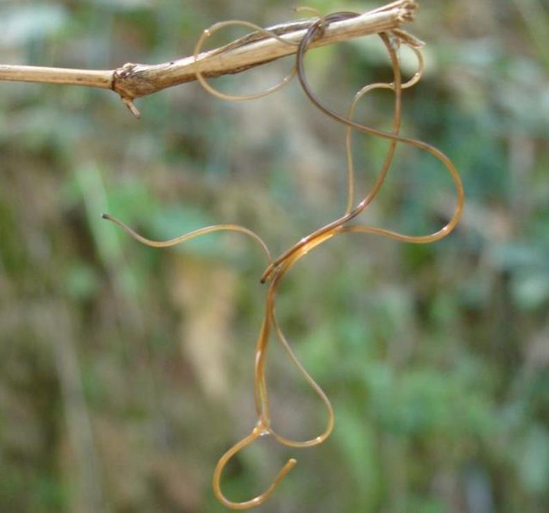 实拍:农村野地里经常见到的这种"铁丝",切记不能用手去碰