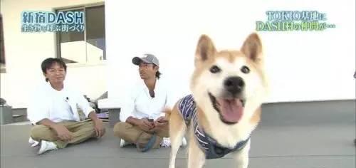 日本16岁柴犬北登去世了, 曾经的表情包里你一定见过它!