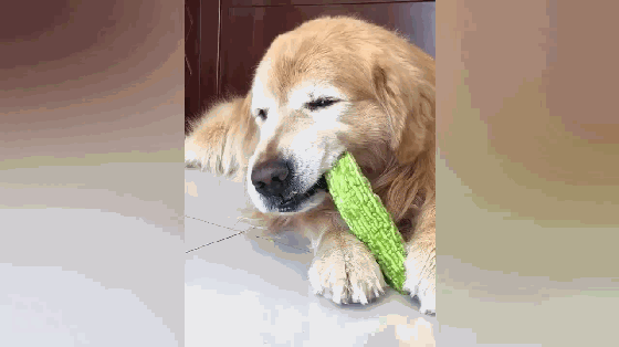 11岁金毛爱上吃蔬菜,苦瓜当棒棒糖吃,每天的开胃菜就是啃大白菜