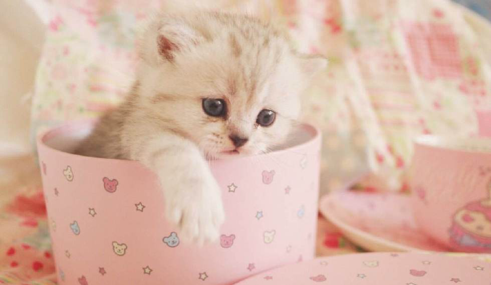 它是猫族中最小的种类每一只都能放在茶杯中同时寿命也是最短