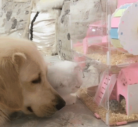 455_420gif 动态图 动图