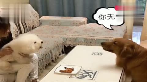 金毛轮胎又参加电视节目的挑战了,在爸妈指挥