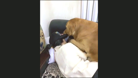 金毛狗狗太粘人,在主人运动健身时不停的干扰