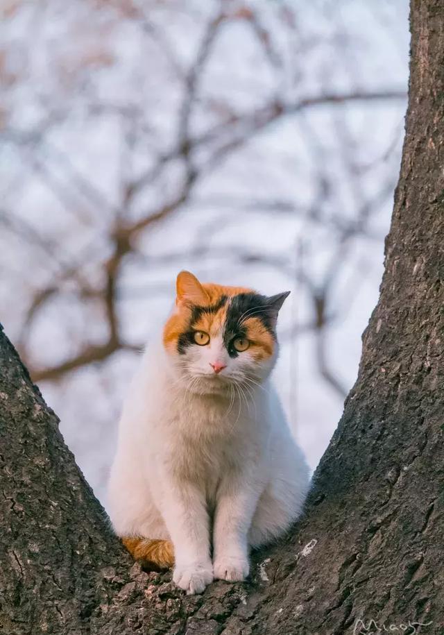 名猫|北大|脖子_新浪新闻