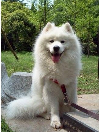 将一个萨摩耶从小养到大是什么体验