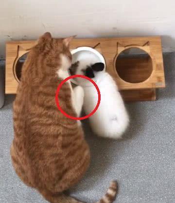 小兔子霸占橘猫饭碗,猫咪抬起爪子却舍不得打,太有爱了