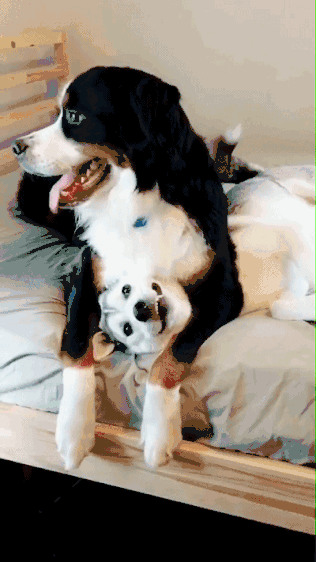 伯恩山犬二哈你敢动么二哈锁我喉是吧你松开我